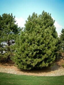 Сосна Чёрная (Pinus Nigra) купить по цене от 270.00р. в интернет-магазине «Посадика» с доставкой почтой в в Хадыженске и по всей России – [изображение №1].