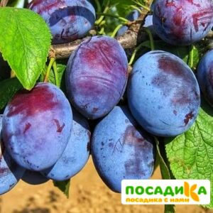 Слива Чачакская ранняя купить по цене от 229.00р. в интернет-магазине «Посадика» с доставкой почтой в в Хадыженске и по всей России – [изображение №1].