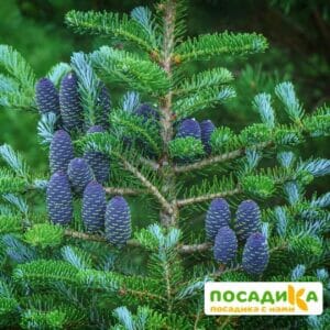 Пихта корейская (Abies koreana) купить по цене от 450.00р. в интернет-магазине «Посадика» с доставкой почтой в в Хадыженске и по всей России – [изображение №1].