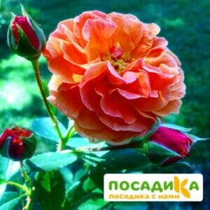 Роза Арабия купить по цене от 350.00р. в интернет-магазине «Посадика» с доставкой почтой в в Хадыженске и по всей России – [изображение №1].