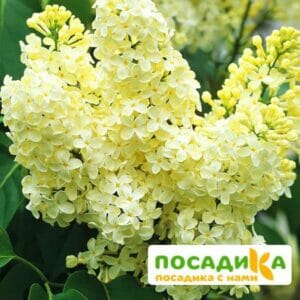 Сирень Примроуз (Primrose) купить по цене от 529.00р. в интернет-магазине «Посадика» с доставкой почтой в в Хадыженске и по всей России – [изображение №1].