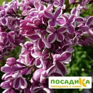 Сирень Сенсация купить по цене от 529.00р. в интернет-магазине «Посадика» с доставкой почтой в в Хадыженске и по всей России – [изображение №1].