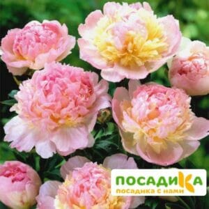 Пион Распберри Сандей (Paeonia Raspberry Sundae) купить по цене от 959р. в интернет-магазине «Посадика» с доставкой почтой в в Хадыженске и по всей России – [изображение №1].