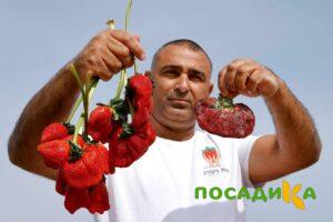 Клубника Гигант Джорнея купить по цене от 266р. в интернет-магазине «Посадика» с доставкой почтой в в Хадыженске и по всей России – [изображение №1].