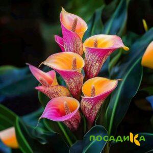 Калла Оникс купить по цене от 450р. в интернет-магазине «Посадика» с доставкой почтой в в Хадыженске и по всей России – [изображение №1].