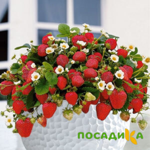 Клубника Рубиновый Шепот (горшечная) купить по цене от 240р. в интернет-магазине «Посадика» с доставкой почтой в в Хадыженске и по всей России – [изображение №1].