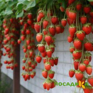Клубника вьющаяся Комплимент купить по цене от 470р. в интернет-магазине «Посадика» с доставкой почтой в в Хадыженске и по всей России – [изображение №1].