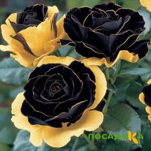 Роза Ханни Сикл купить по цене от 700р. в интернет-магазине «Посадика» с доставкой почтой в в Хадыженске и по всей России – [изображение №1].