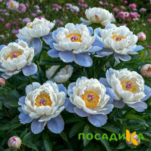 Пион акварельный Этюд купить по цене от 806р. в интернет-магазине «Посадика» с доставкой почтой в в Хадыженске и по всей России – [изображение №1].