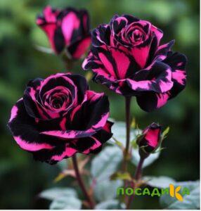 Роза Багровый Шепот купить по цене от 366р. в интернет-магазине «Посадика» с доставкой почтой в в Хадыженске и по всей России – [изображение №1].