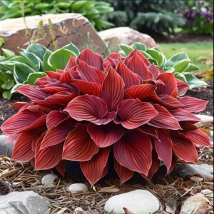 Хоста Рэд Эйнджл купить по цене от 549р. в интернет-магазине «Посадика» с доставкой почтой в в Хадыженске и по всей России – [изображение №1].