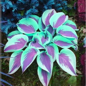 Хоста Висперин Бьюти купить по цене от 379р. в интернет-магазине «Посадика» с доставкой почтой в в Хадыженске и по всей России – [изображение №1].