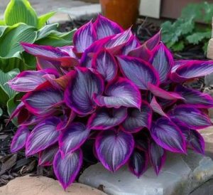 Хоста Сикрет Гарденс купить по цене от 549р. в интернет-магазине «Посадика» с доставкой почтой в в Хадыженске и по всей России – [изображение №1].